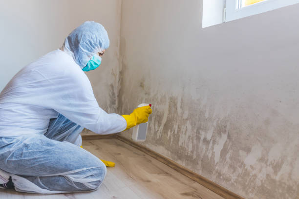Licensed Basement Mold Remediation service in Runnemede, NJ - Car Mold Remediation