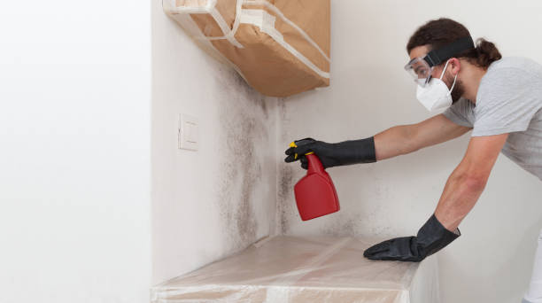 Professional Basement Mold Remediation technician working in Runnemede, NJ