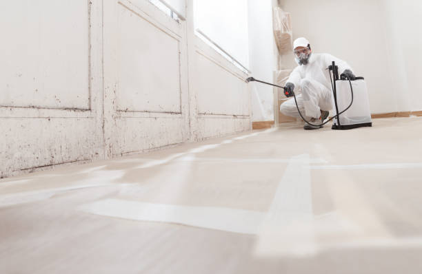 24/7 Emergency Basement Mold Remediation experts in Runnemede, NJ