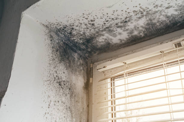 Affordable Basement Mold Remediation solutions in Runnemede, NJ